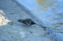 Ratte Benedikt Heger klein