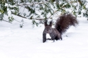 eichhoernchen winter heb 128
